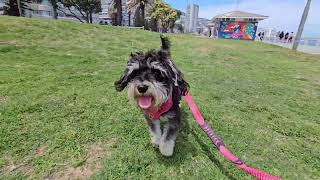 Miniature Schnauzer Tongue Out While Walking