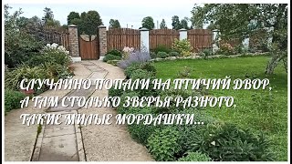 СЛУЧАЙНО ПОПАЛИ НА ПТИЧИЙ ДВОР, А ТАМ СТОЛЬКО ЗВЕРЬЯ РАЗНОГО, ТАКИЕ МИЛЫЕ МОРДАШКИ...