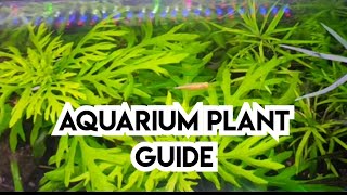 Aquarium Plant Guide | Hygrophila difformis