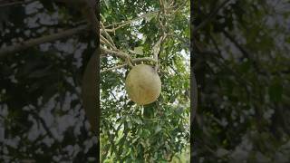 enjoying wood apple cinematic view ❤️ #trending #ytshorts #nature #assam #india #woodapple