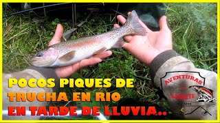 Pesca de truchas Fin de Año 2023 en rio, tarde de lluvia. #troutfishing  #trout #rainbowtrout