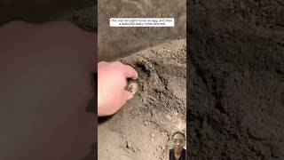 A woman finds a turtle egg from the ground and what happens next#animalshorts #shortsvideo #ytshorts