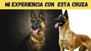 MI EXPERIENCIA CON ESTA CRUZA DEL PASTOR ALEMAN CON EL MALINOIS / PERRO GUARDIANTv.