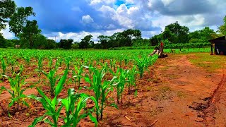 TIVE QUE REPLANTAR A NOSSA PLANTAÇÃO DE MILHOS 🌽