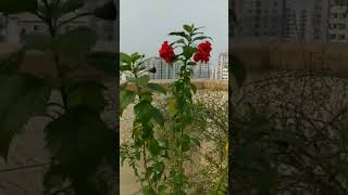 জবা ফুল।Beautiful Hibiscus Flower 🌺 #shorts #shortsfeed #shortsviral #flower #garden