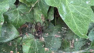 House spider feeding