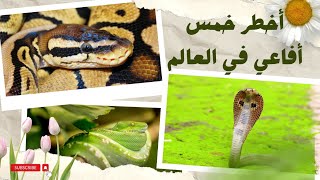 أخطر خمس أفاعي سامة في العالم