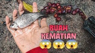 BELUM BANYAK ORANG TAU !! Ternyata ikan nilem sangat suka buah ini