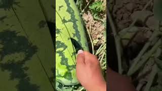 Watermelon harvest in my garden 🍉