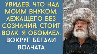 Истории из жизни. Увидев, что волк стоит над моим внуком, который лежит без сознания, я обомлел