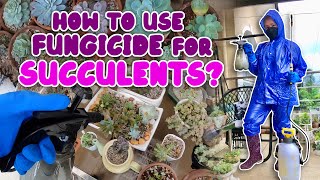 HOW APPLY FUNGICIDE FOR SUCCULENTS? | HOW TO TREAT FUNGUS IN YOUR SUCCULENTS? | By Intri's TV