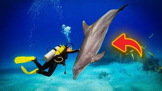 Dolphin Swims Up To Diver For Help – Won't Stop Thanking Him After He Saves Her Life