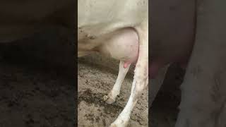 #dairy #viral #trending #cow #breeding #shortvideo #phddairywala