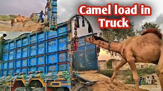 Dangerous Camel loading for sell||Camel mandi in desert||#camel