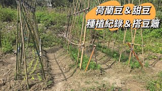 荷蘭豆種植紀錄 如何搭豆籬〔富總農園〕