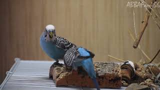 Budgie Boys Destroying A Piece Of Cork Wood