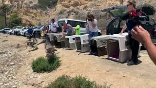 100th Healthy Brown Pelican Released During California #Pelican Crisis