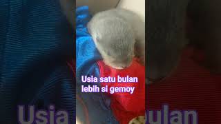 #lucunya si gemoy waktu masih kecil