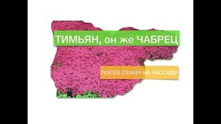 Тимьян (чабрец). Посадка семян на рассаду.