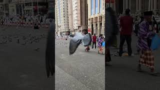 Pigeons in Makkah near clock tower Makkah #shorts #youtubeshorts