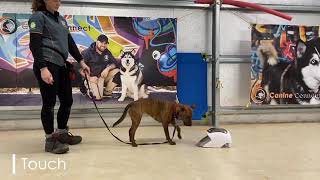 Treat and Train your DOGS |Learning commands| Effective training #dogtraining#performingallcommands