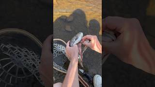 How to gut a trout fish for beginners #fyp #fy #foryou #viral #shorts #shorta #short #fypシ゚viral #fy