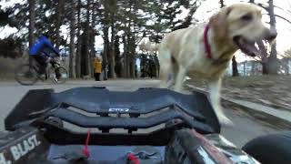 arrma kraton v3 VS jack russell + golden retriever