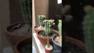 Touring my Stunning Cacti Collection | A Desert Oasis in my Home!