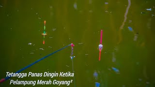 Mancing nila gak usah bingung cari umpan,,coba lihat !!...Umpan ini pasti ketagihan