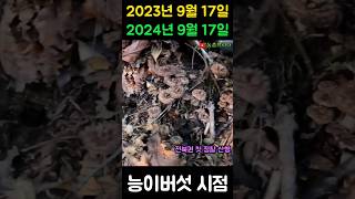 전북권 능이버섯 23년 작년 기준, 24년 비교 산행은?