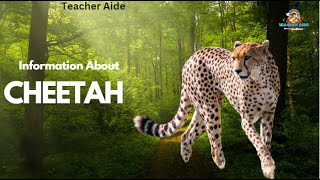 Information about | Cheetah | Teacher Aide | Australia | English| Endangered |