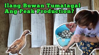 EP - 082 | Daily Record Production | Duck Farming | Kumusta Ang Egg Production Nila in 3 Months?