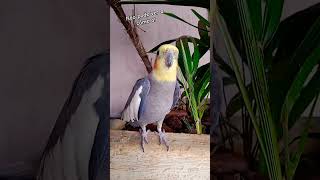 CALOPSITA CANTANDO MUITO#calopsita #cockatiel #birssing #calopsitacantando