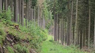 wandern in Thüringen, Teil60,von Mellenbach zum Borkenhäuschen