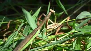 Giant Praying Mantis in 4K