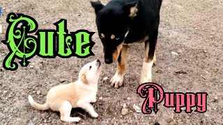 Playing with cute puppy dog | 一只小狗吠叫| Un perro pequeño ladra | कुत्ता प्यारा पिल्ला | كلب صغير ينبح