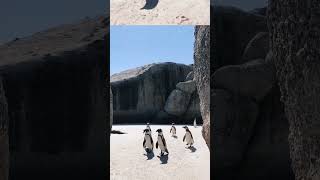 Cute penguins🐧🐧🐧. #shorts #shortvideo #youtubeshorts #shortsfeed