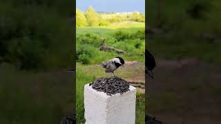 Picky Chicky Close-Up! #chickadee #birds #animals #wildlife #cute #nature #videography #peaceful