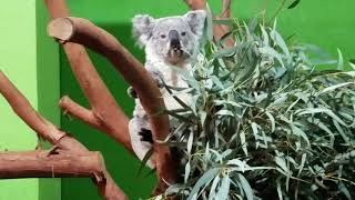 Koala eating tasty eucalyptus vol. 2