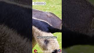 The Eating Habits of the Giant Anteater #animals #demon #monkey