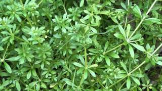 Άγρια φαγώσιμα χόρτα της Ελλάδας Γάλλιο-Galium aparine