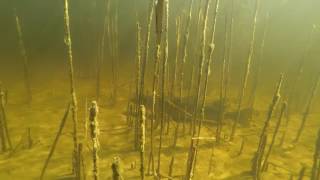 Amazing Underwater Pike Footage