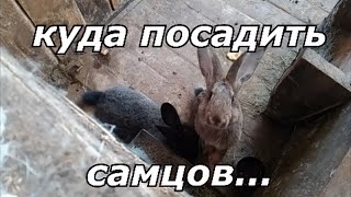 обзор моих кроликов!