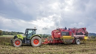 Brambory 2015 - NEW Claas Arion 640 cmatic & Grimme SE 150-60