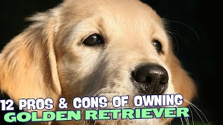 12 Pros & Cons of Owning a Golden Retriever🐾