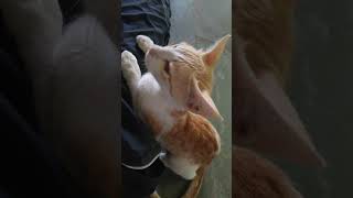 Funny cat kittens