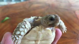 Tortuga Sulcata (Centrochelys Sulcata) Cuidados Tortoise Sulcata