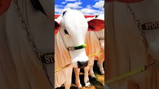 #newsong #punjabisong #bakra #cow #goatfarming #bakramandi #goatfarmingbusiness #animals #viralvideo