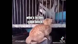 Funny cat video must watch 😂😂😂