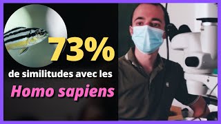 Pourquoi des chercheurs ont injecté des bactéries à des poissons zèbres ?